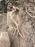 Man kann erahnen, wie die Wurzel das vorgelagerte Mauerwerk langsam aber stetig verdrängt hat.