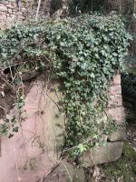 Zeit, den Grünvorhang zu roden.