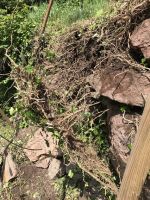 Zunächst gilt es, Mauerwerk und Wurzelverbund zu trennen.