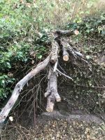 Mitten drin findet sich Sturmbruch.