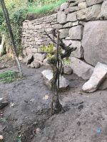 Tapfer hat sich die Rebe durch die Turbulenzen gekämpft.