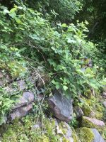 Insbesondere die Brombeere fühlt sich hier wohl.